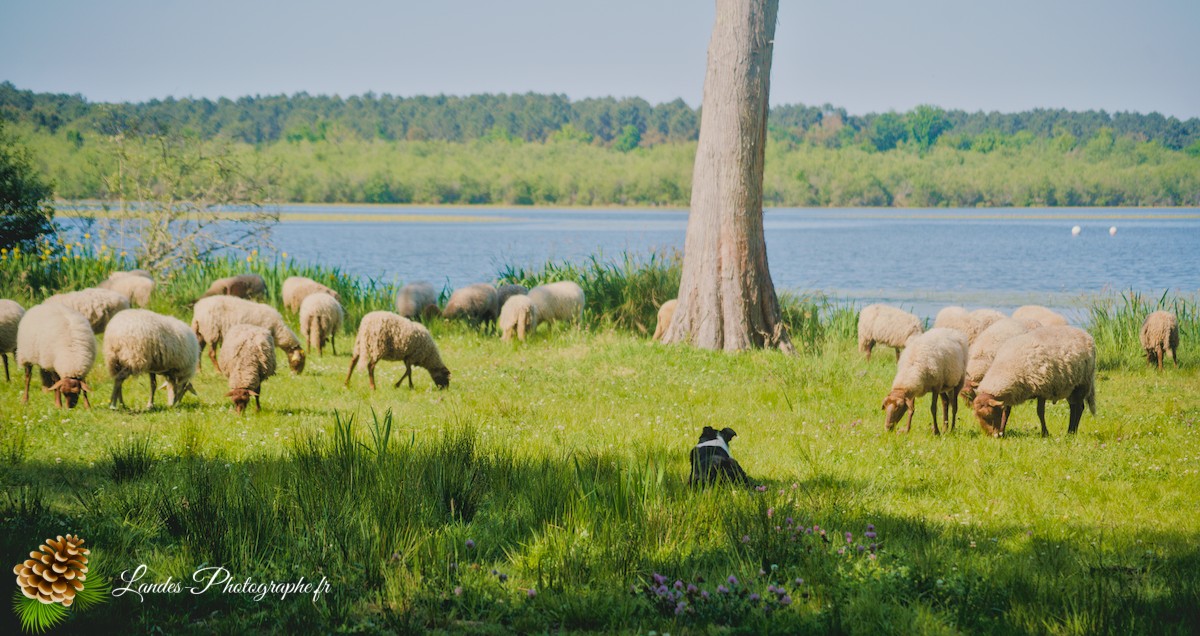 🐑 Écopâturage au Lac de Soustons : Le Retour des Solognotes avec la Bergère Jeanne