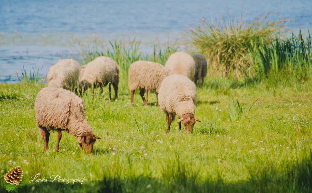 🐑 Écopâturage au Lac de Soustons : Le Retour des Solognotes avec la Bergère Jeanne