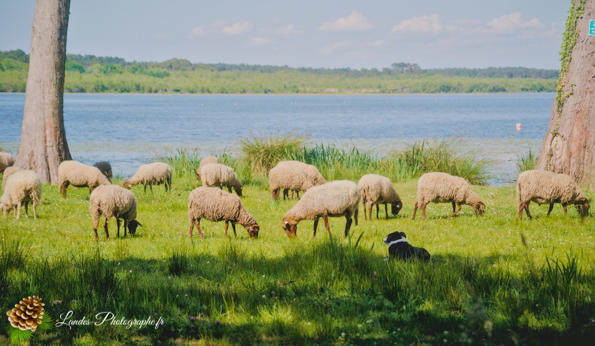 🐑 Écopâturage au Lac de Soustons : Le Retour des Solognotes avec la Bergère Jeanne