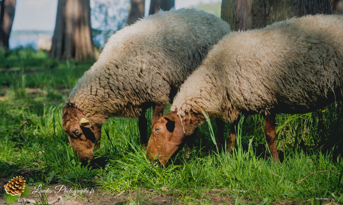 🐑 Écopâturage au Lac de Soustons : Le Retour des Solognotes avec la Bergère Jeanne