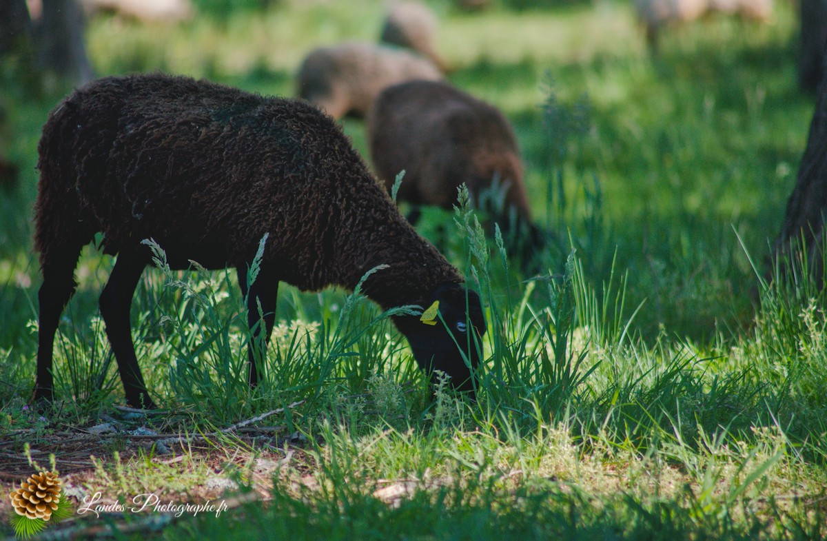 🐑 Écopâturage au Lac de Soustons : Le Retour des Solognotes avec la Bergère Jeanne