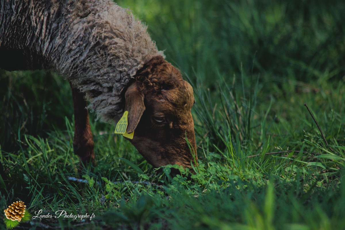 🐑 Écopâturage au Lac de Soustons : Le Retour des Solognotes avec la Bergère Jeanne