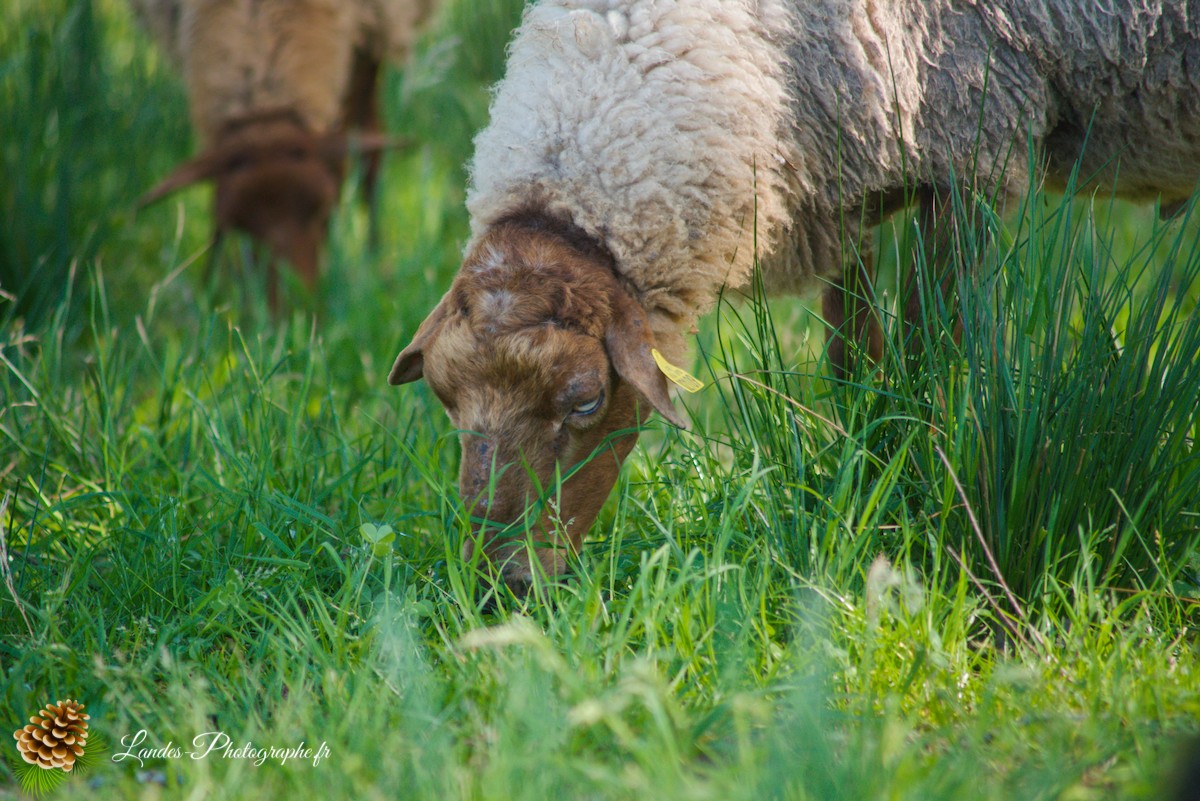 🐑 Écopâturage au Lac de Soustons : Le Retour des Solognotes avec la Bergère Jeanne