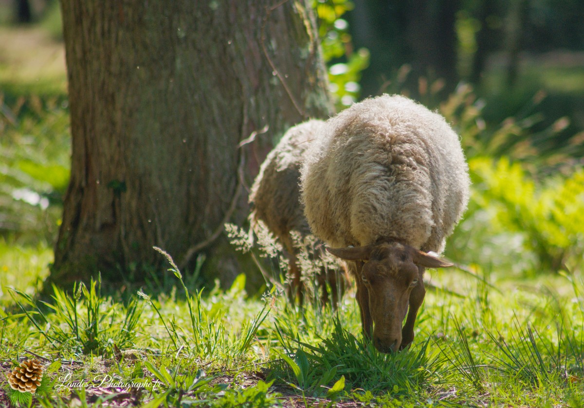 🐑 Écopâturage au Lac de Soustons : Le Retour des Solognotes avec la Bergère Jeanne