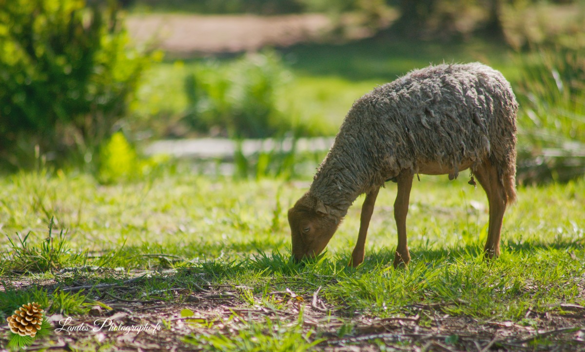 🐑 Écopâturage au Lac de Soustons : Le Retour des Solognotes avec la Bergère Jeanne