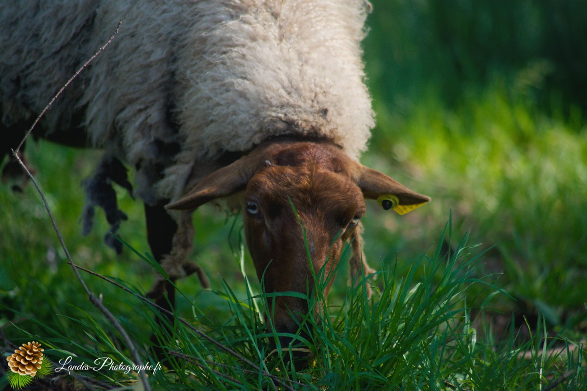 🐑 Écopâturage au Lac de Soustons : Le Retour des Solognotes avec la Bergère Jeanne