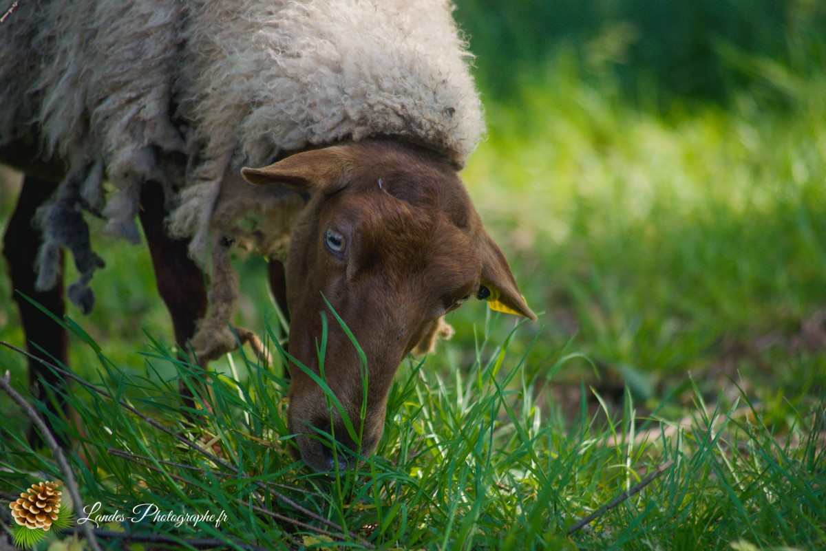 🐑 Écopâturage au Lac de Soustons : Le Retour des Solognotes avec la Bergère Jeanne