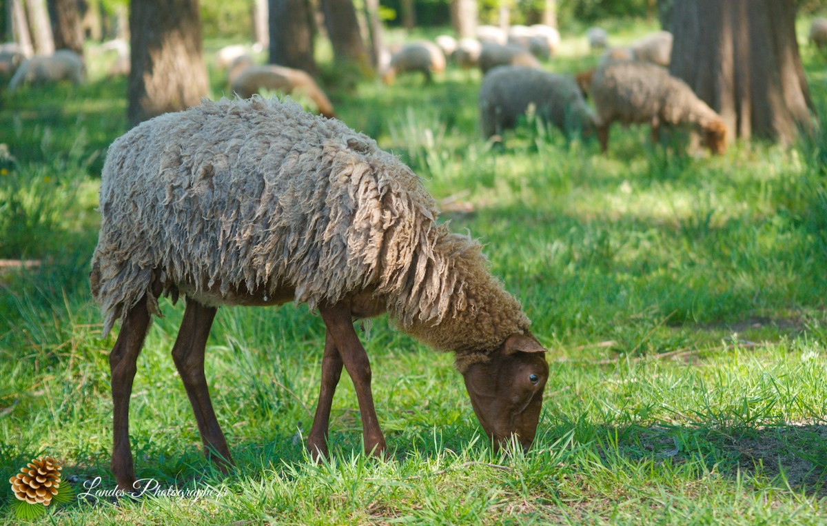 🐑 Écopâturage au Lac de Soustons : Le Retour des Solognotes avec la Bergère Jeanne