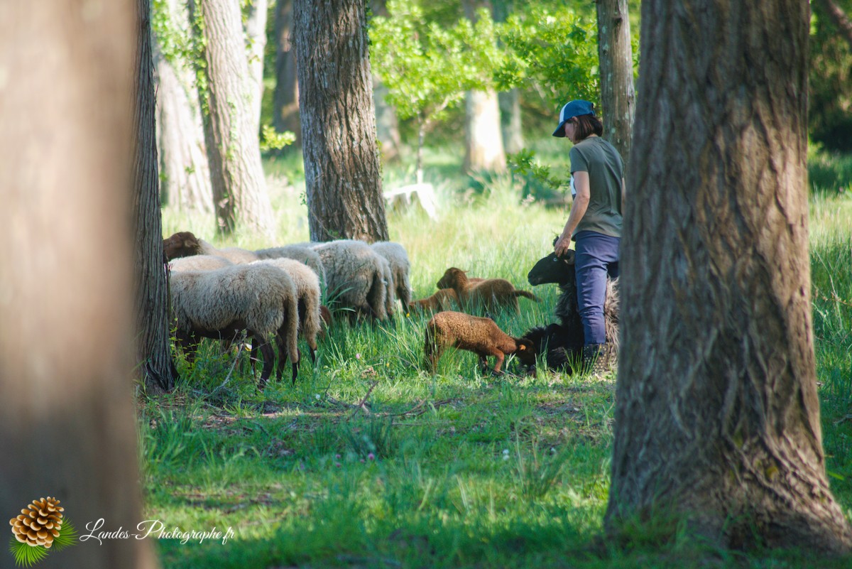 🐑 Écopâturage au Lac de Soustons : Le Retour des Solognotes avec la Bergère Jeanne