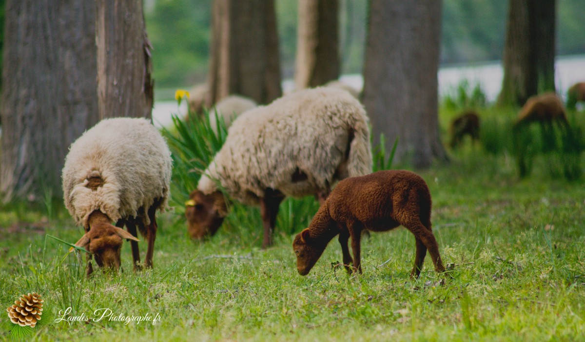 🐑 Écopâturage au Lac de Soustons : Le Retour des Solognotes avec la Bergère Jeanne