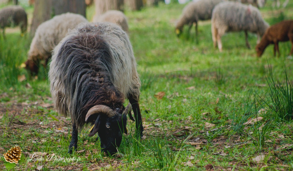 🐑 Écopâturage au Lac de Soustons : Le Retour des Solognotes avec la Bergère Jeanne