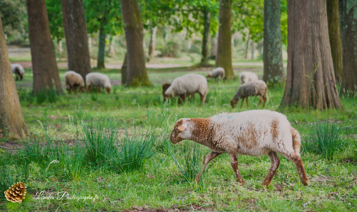 🐑 Écopâturage au Lac de Soustons : Le Retour des Solognotes avec la Bergère Jeanne