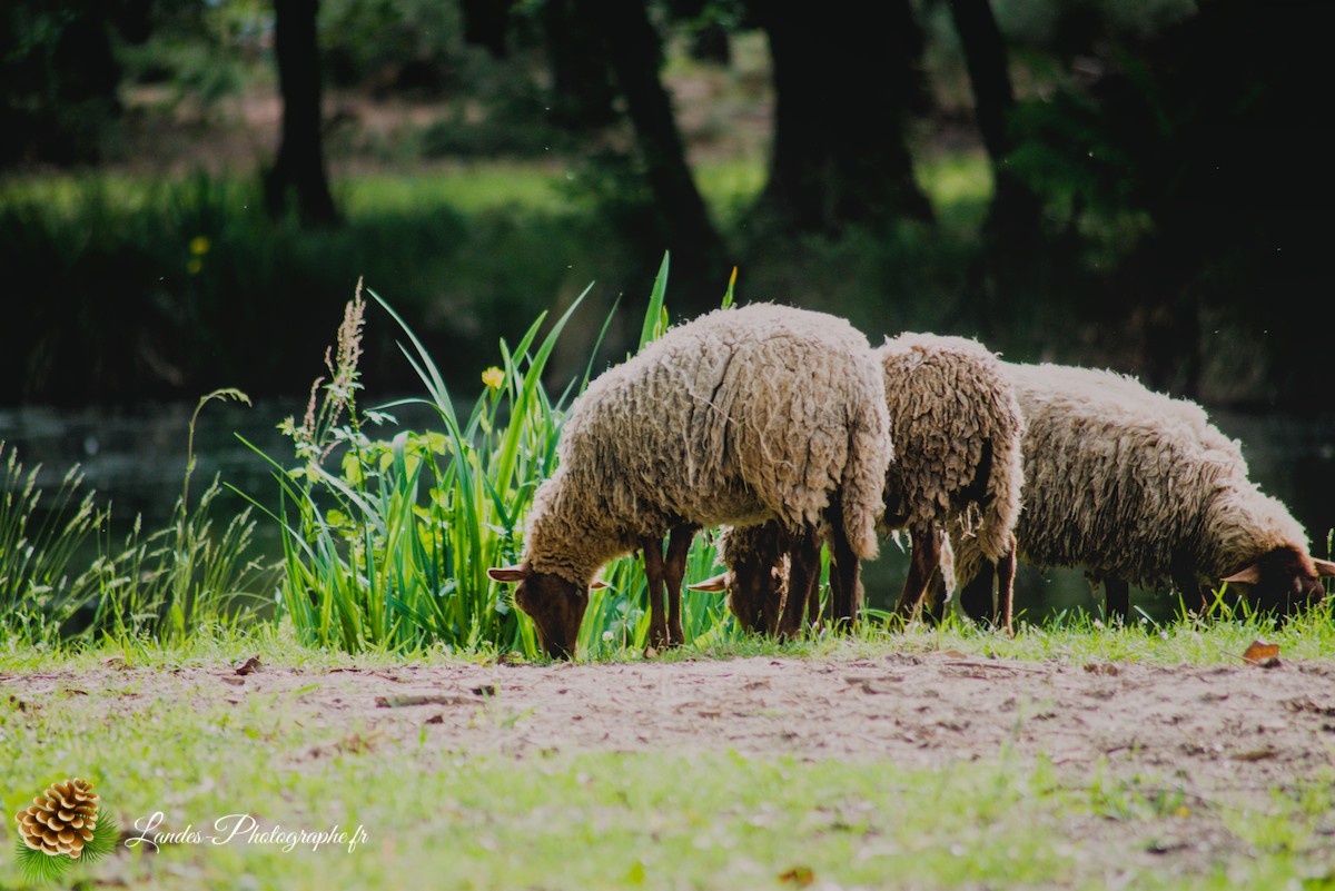 🐑 Écopâturage au Lac de Soustons : Le Retour des Solognotes avec la Bergère Jeanne