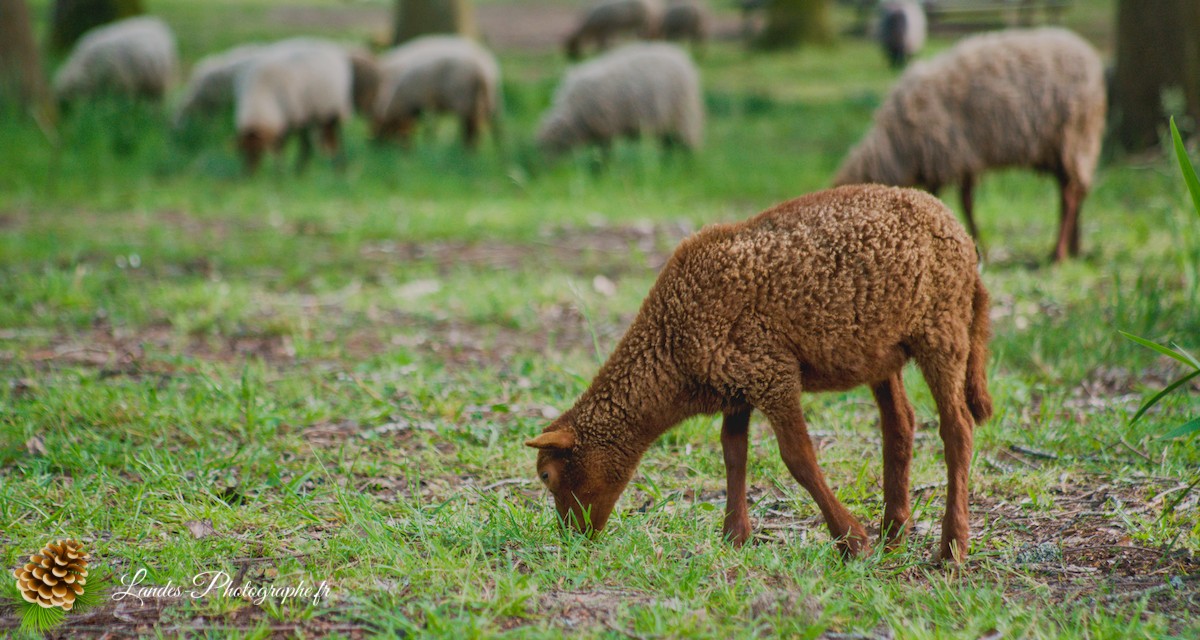 🐑 Écopâturage au Lac de Soustons : Le Retour des Solognotes avec la Bergère Jeanne