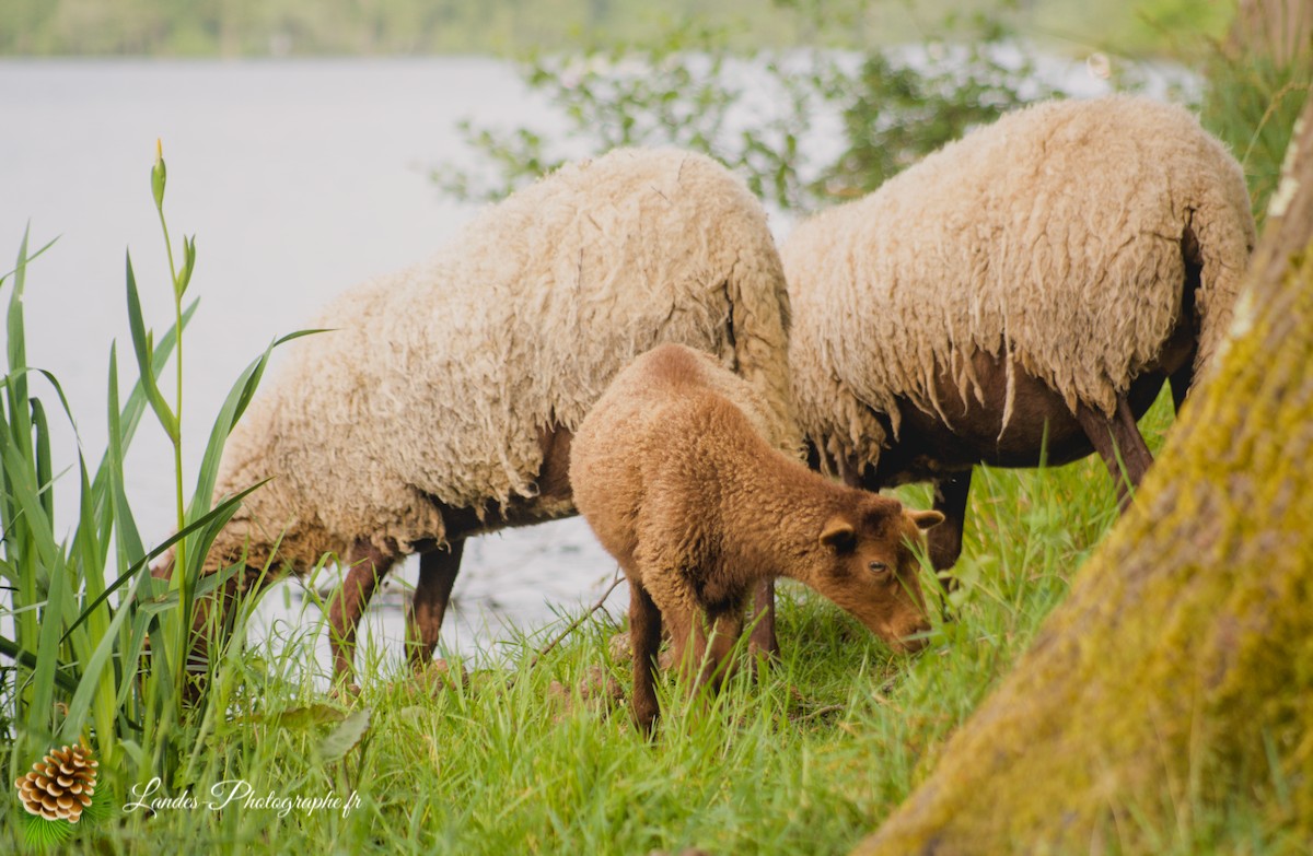 🐑 Écopâturage au Lac de Soustons : Le Retour des Solognotes avec la Bergère Jeanne