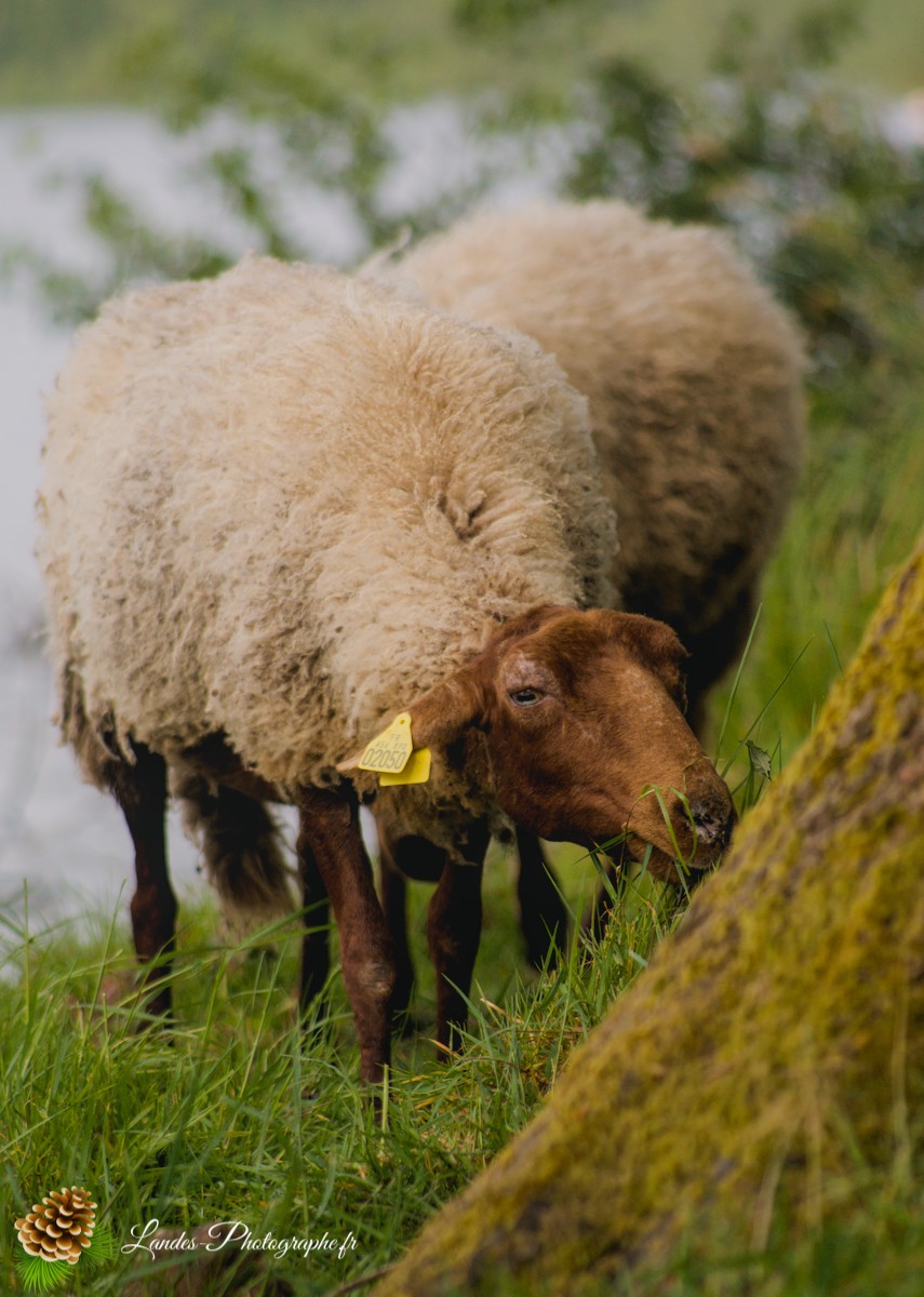 🐑 Écopâturage au Lac de Soustons : Le Retour des Solognotes avec la Bergère Jeanne