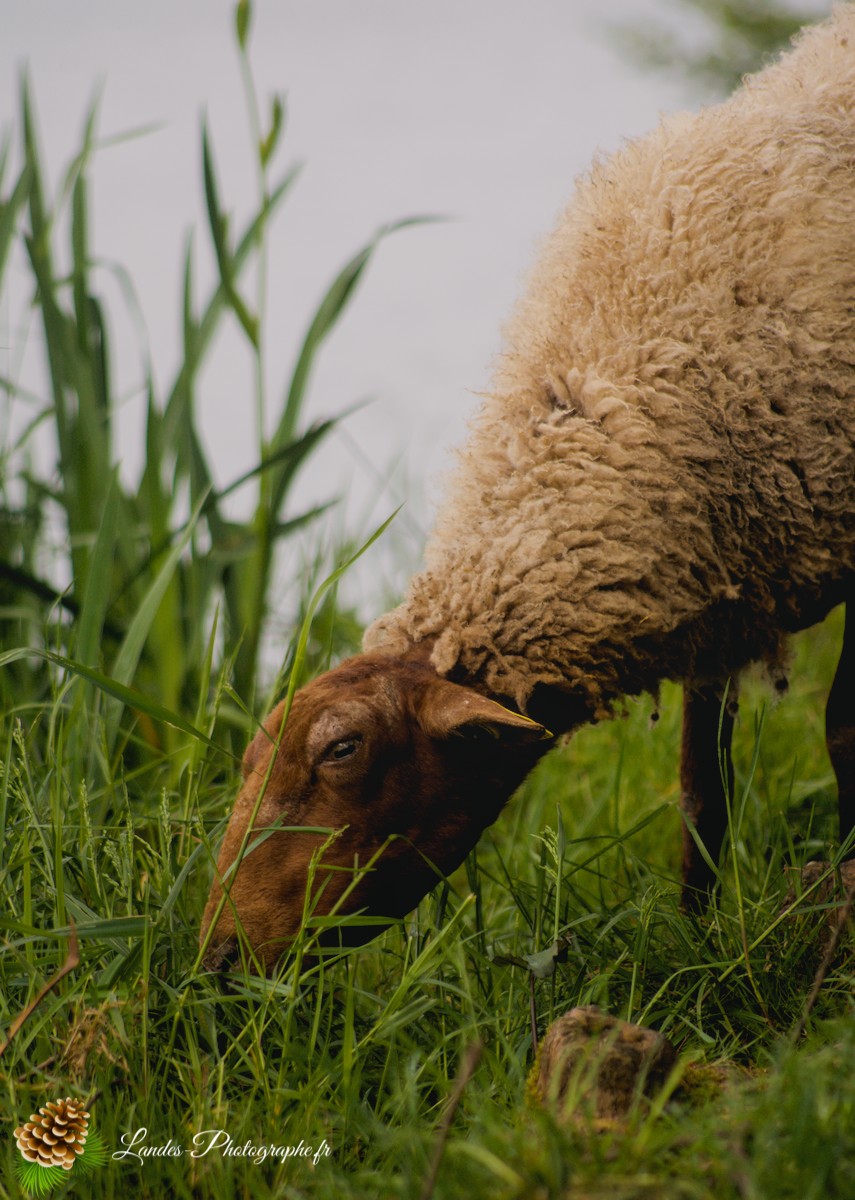 🐑 Écopâturage au Lac de Soustons : Le Retour des Solognotes avec la Bergère Jeanne