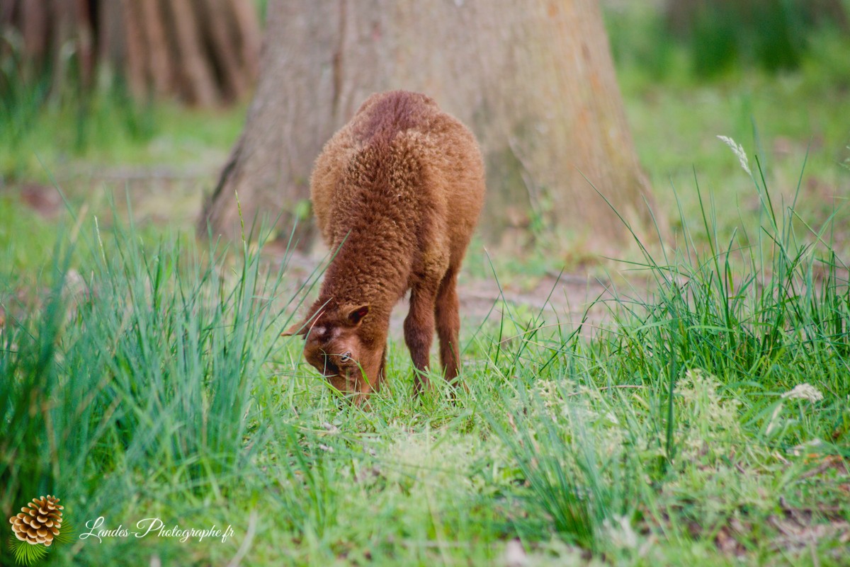 🐑 Écopâturage au Lac de Soustons : Le Retour des Solognotes avec la Bergère Jeanne