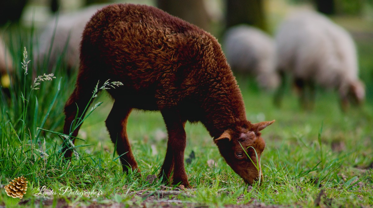 🐑 Écopâturage au Lac de Soustons : Le Retour des Solognotes avec la Bergère Jeanne