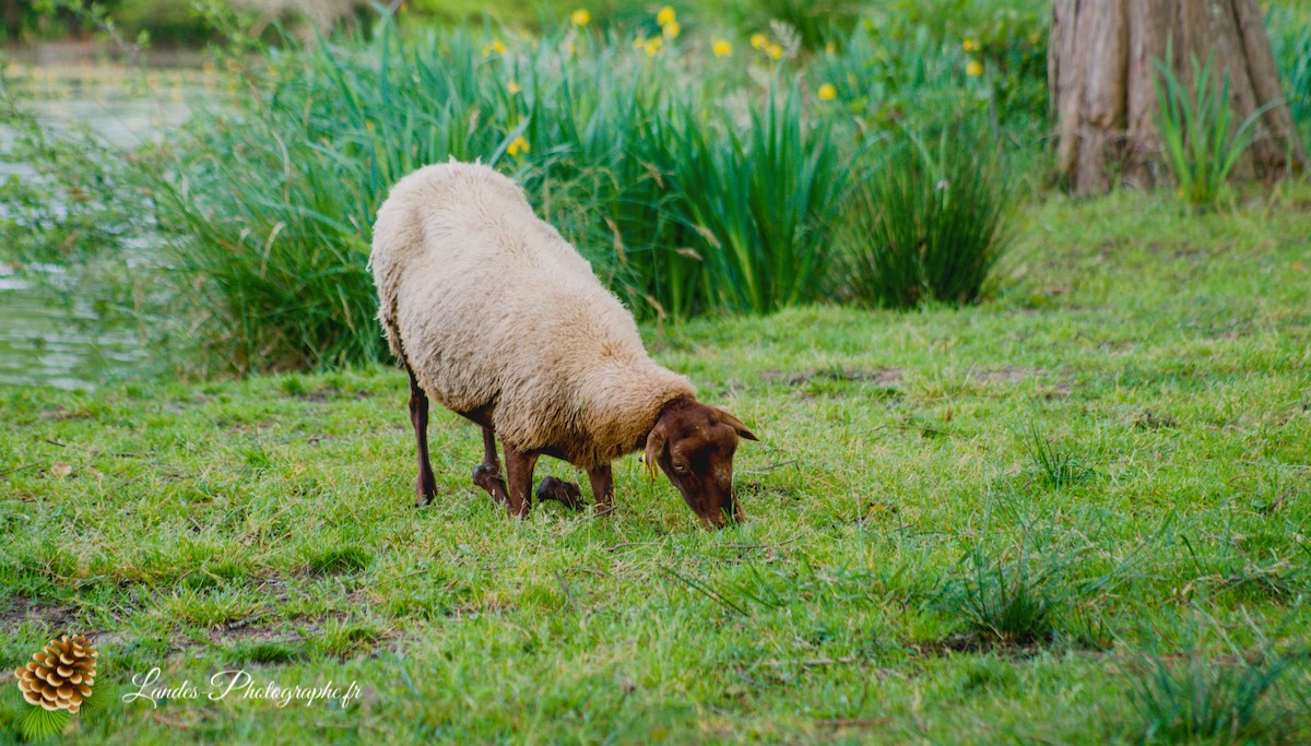 🐑 Écopâturage au Lac de Soustons : Le Retour des Solognotes avec la Bergère Jeanne