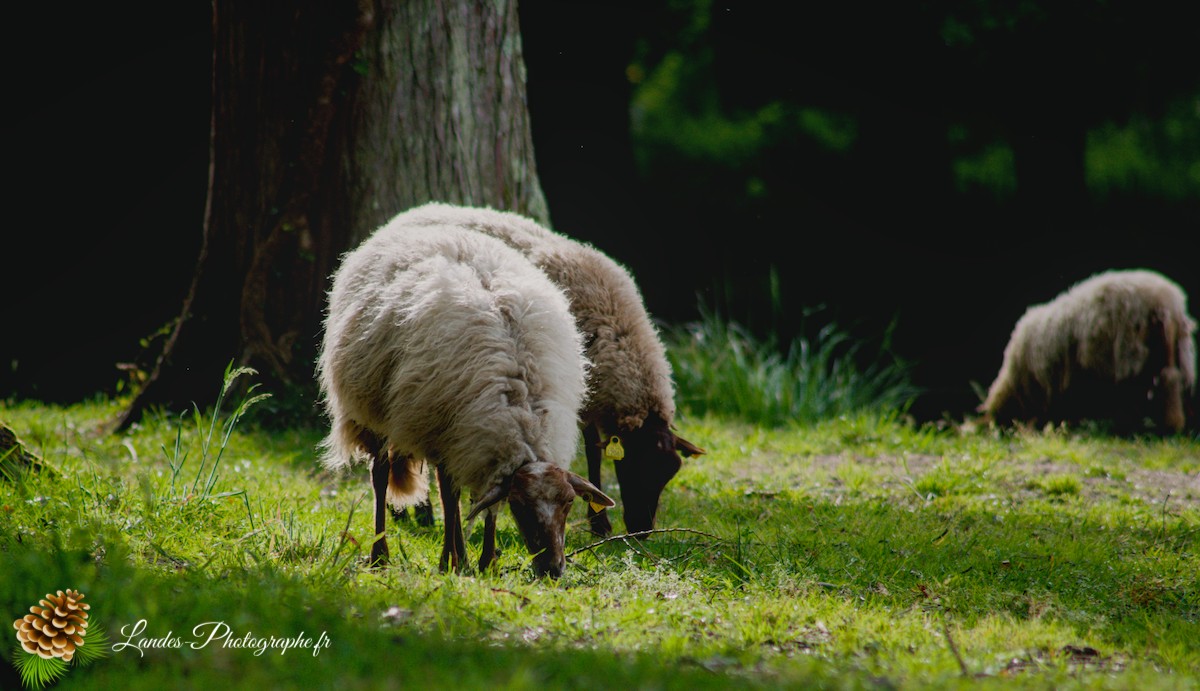 🐑 Écopâturage au Lac de Soustons : Le Retour des Solognotes avec la Bergère Jeanne