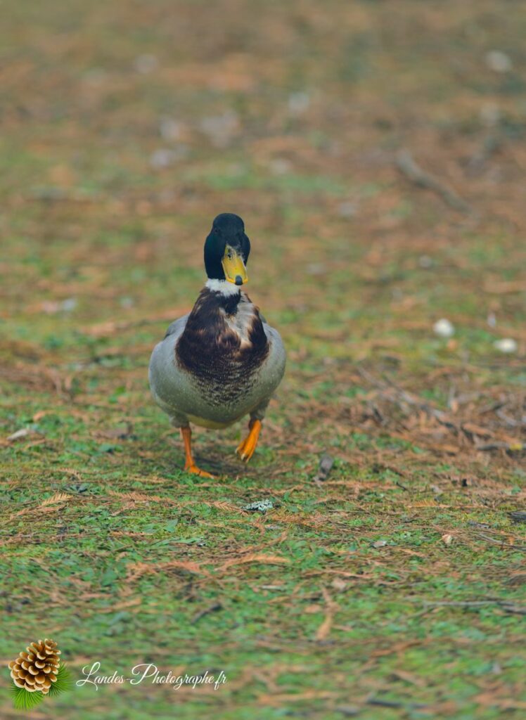 canard colvert