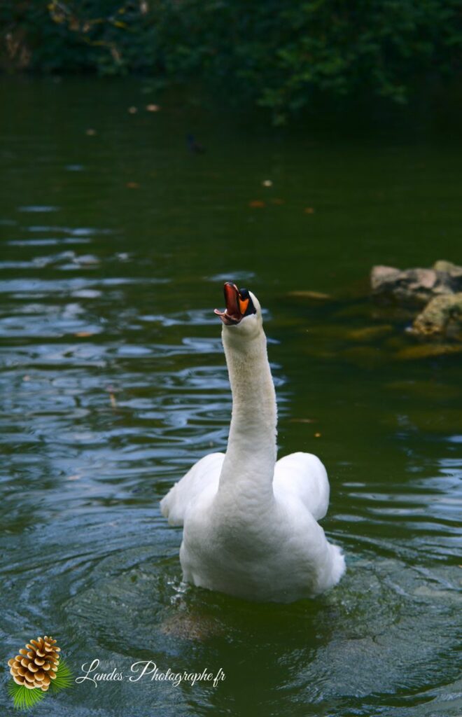 cygne tuberculé