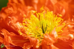 Cosmos