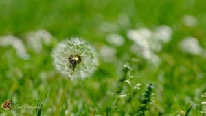 Fleur de pissenlit