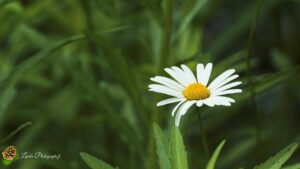 Marguerite