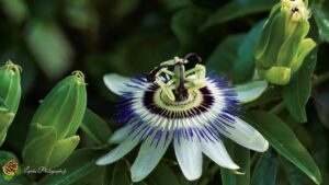 Passiflore