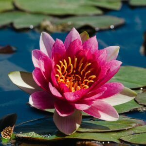 Fleur de nénuphar