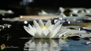 Fleur de Lotus