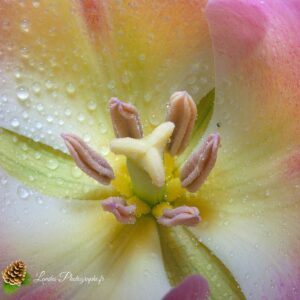 Tulipe