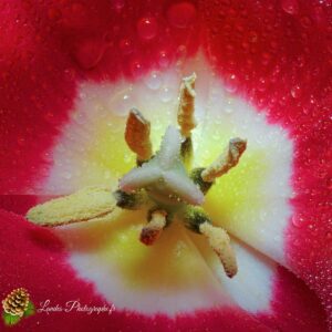 Tulipe
