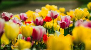 Tulipes