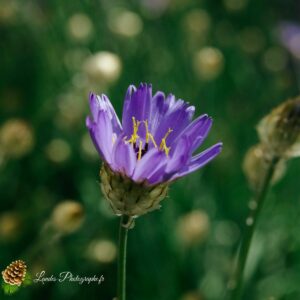Fleur de chardon