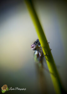 Agrion