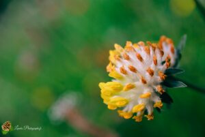 Pivoine jaune