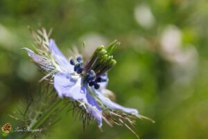 Passiflore