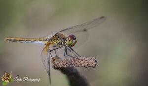 Odonata