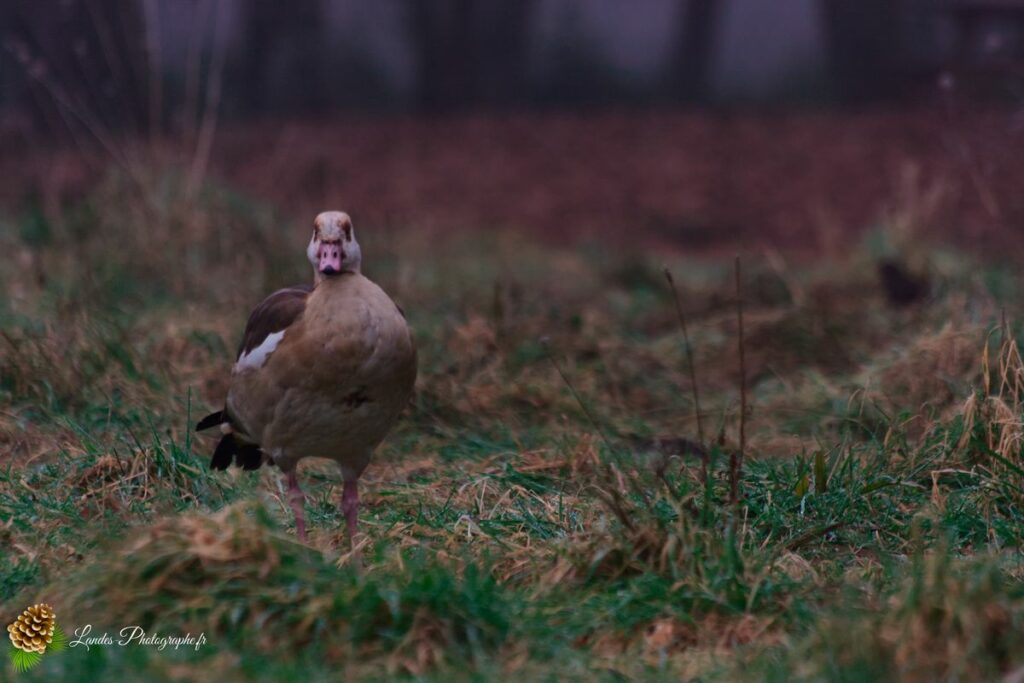 Dendrocygne à Bec Rouge