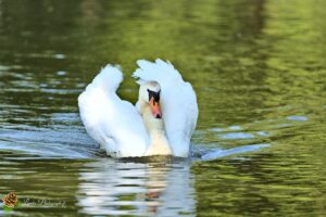 cygne tuberculé