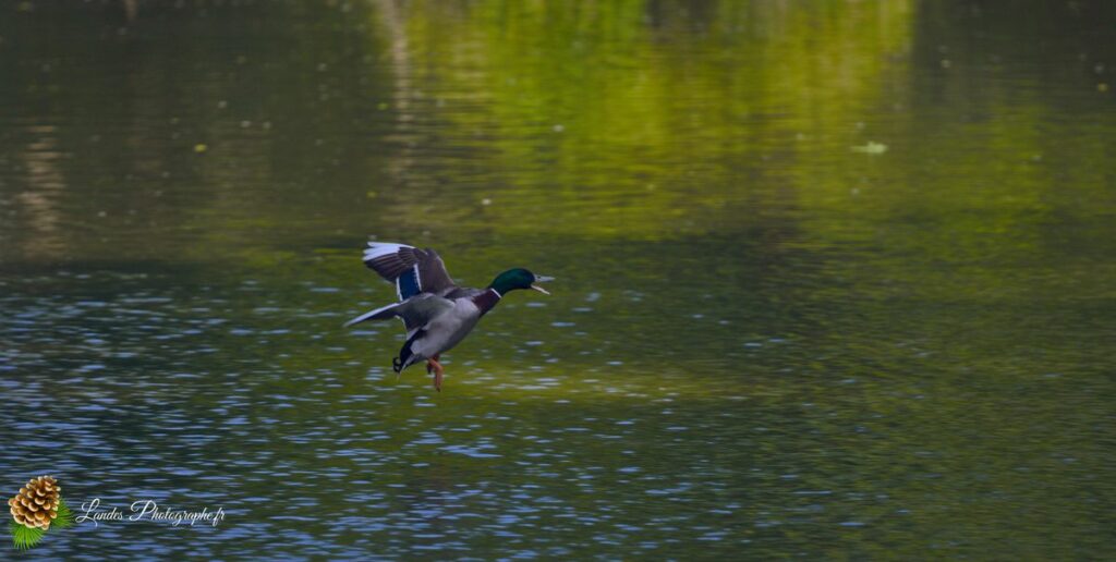 canard colvert