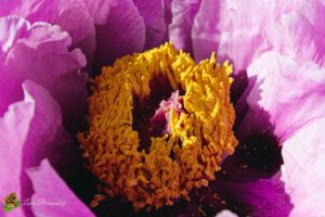Cosmos