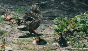 canard colvert
