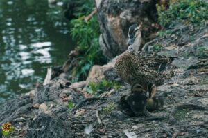 canard colvert