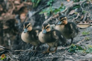 canard colvert