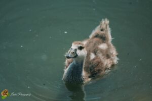 cygne tuberculé