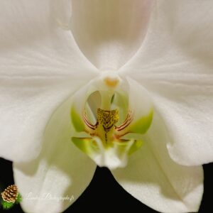 Orchidée